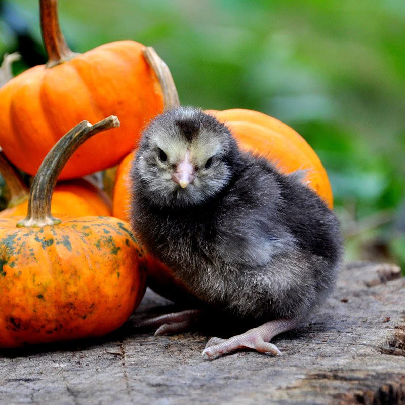 Hatching Eggs: Olive Egger Assortment, Hen Haven Location - Buy Pet Shop