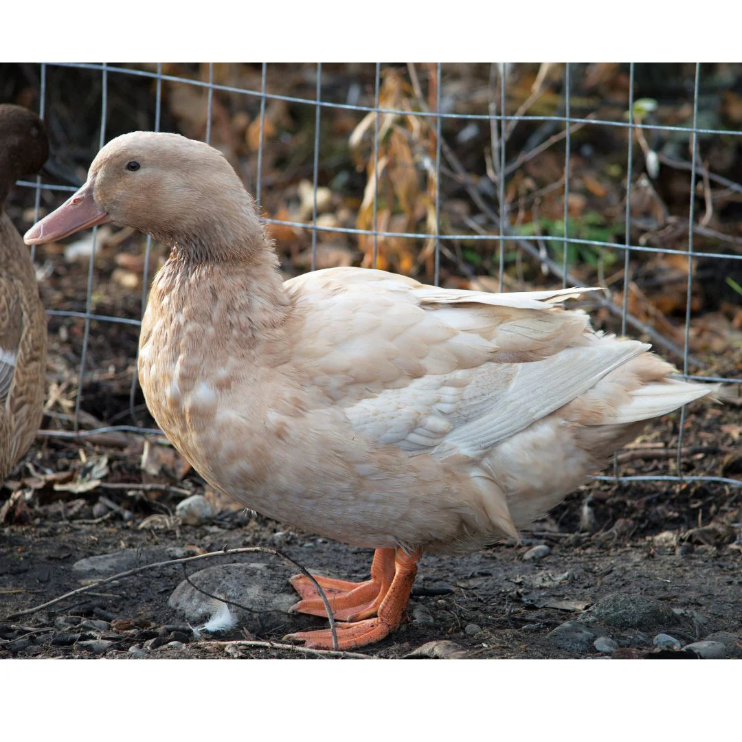 Hatching Eggs: Buff Duck - Buy Pet Shop