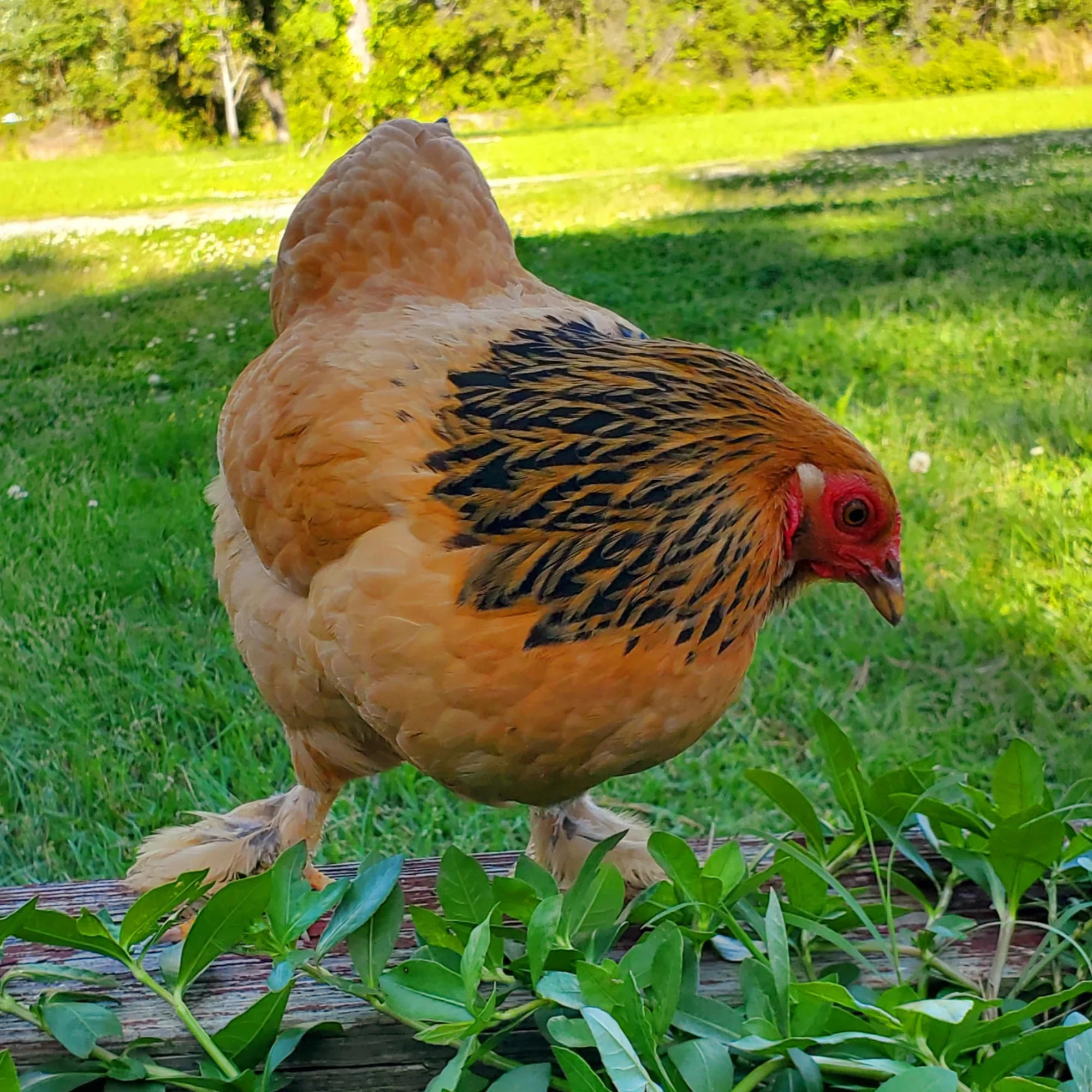Baby Chicks: Buff Brahma Bantam - Buy Pet Shop