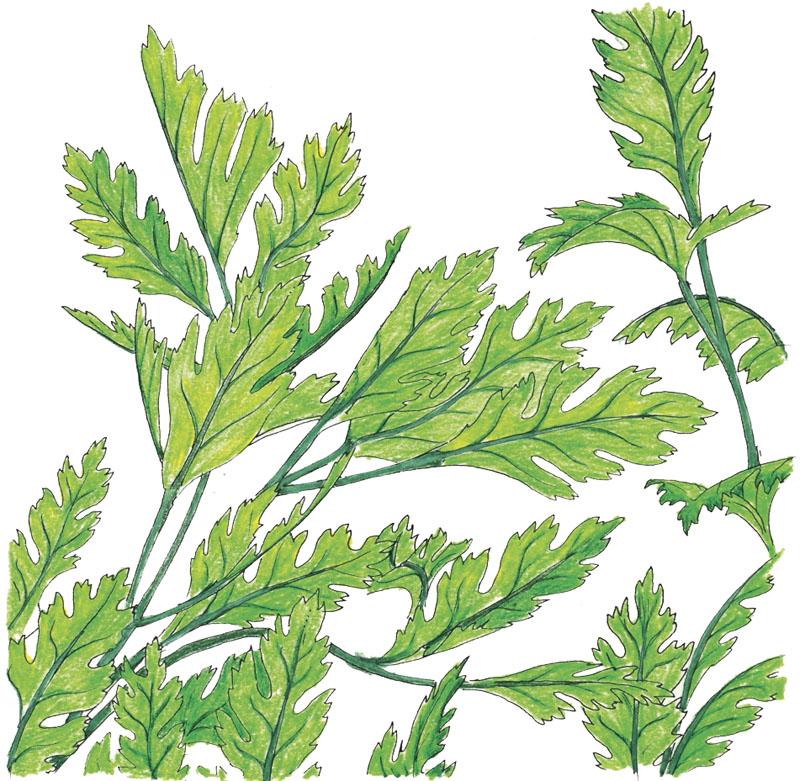 Italian Parsley Seeds (Organic) - Buy Pet Shop