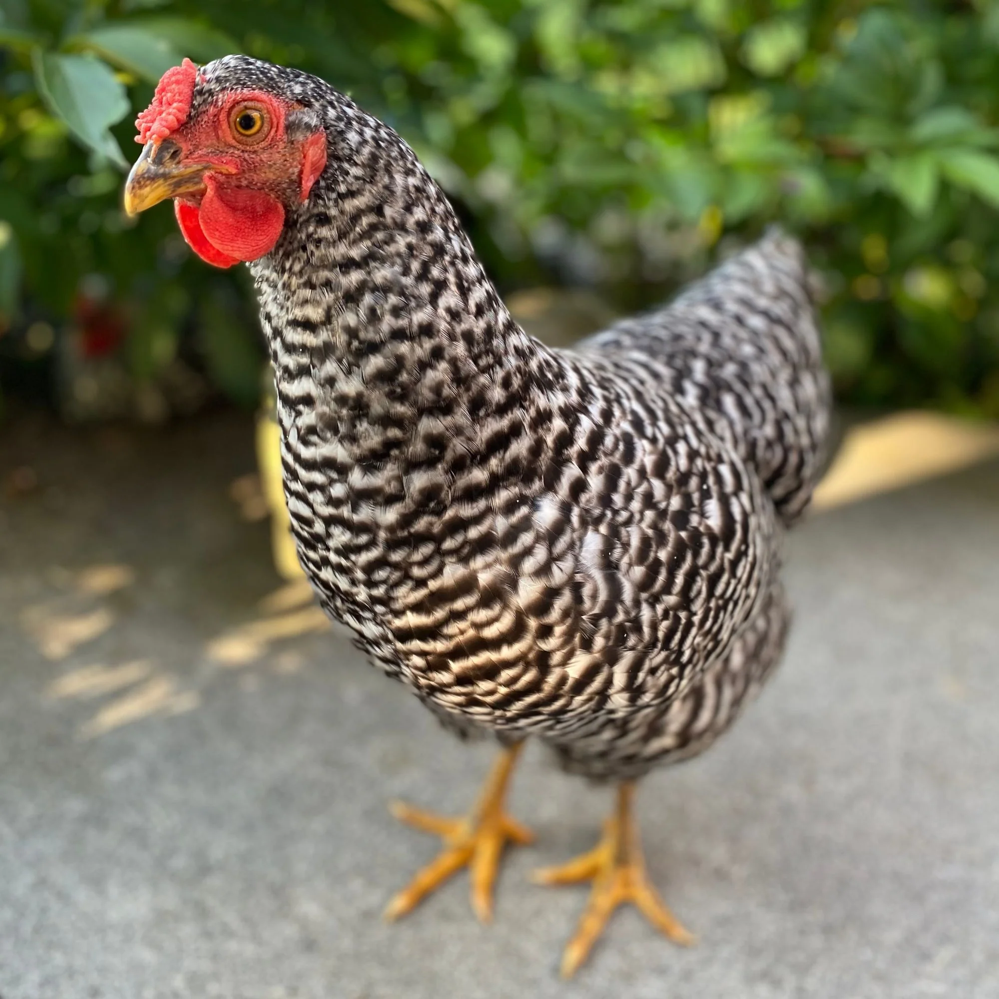Pullet: Dominique, Shipping Week of - Buy Pet Shop