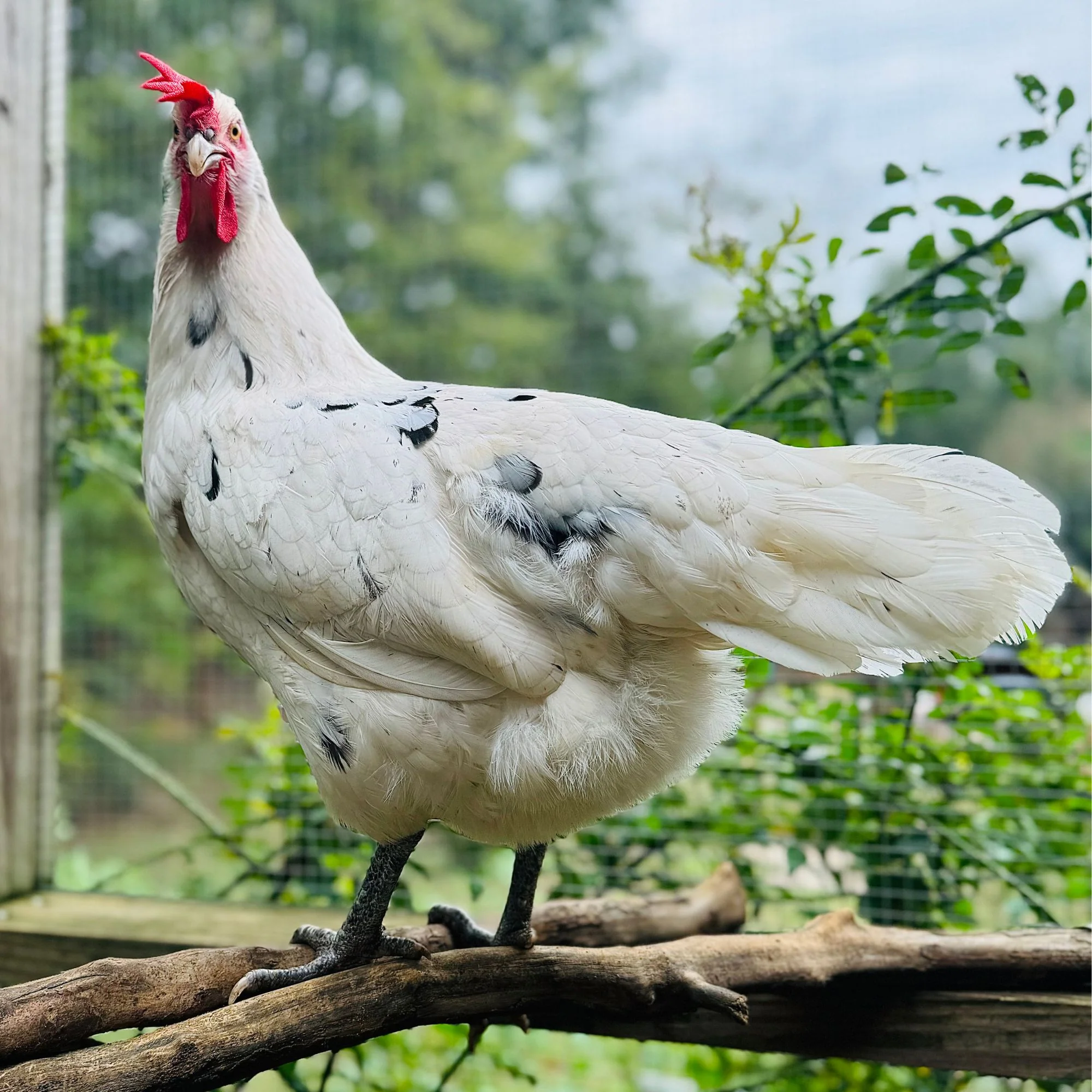 Pullet: Austra White, Shipping Week of - Buy Pet Shop