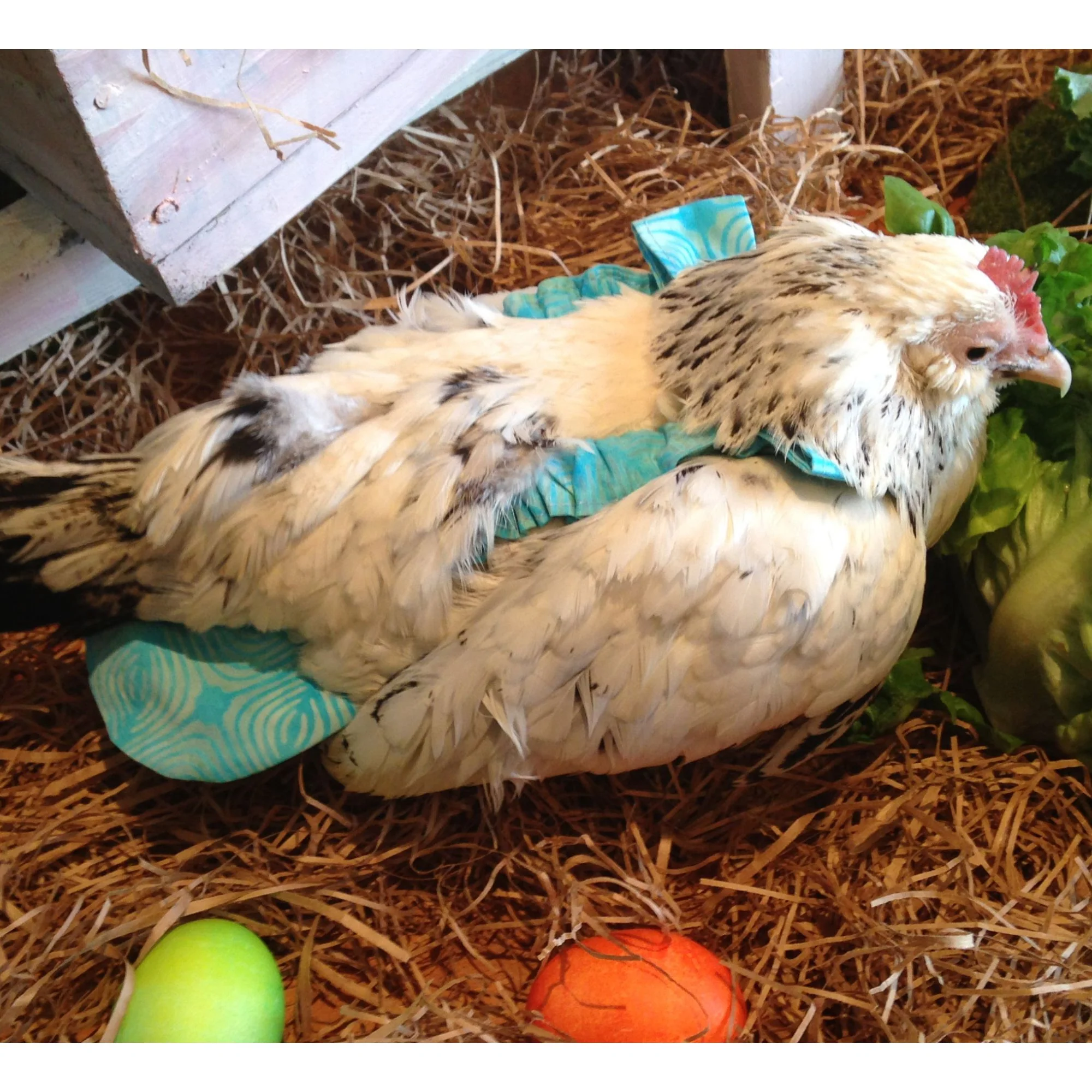 Chicken Diaper, Washable Liner - Buy Pet Shop