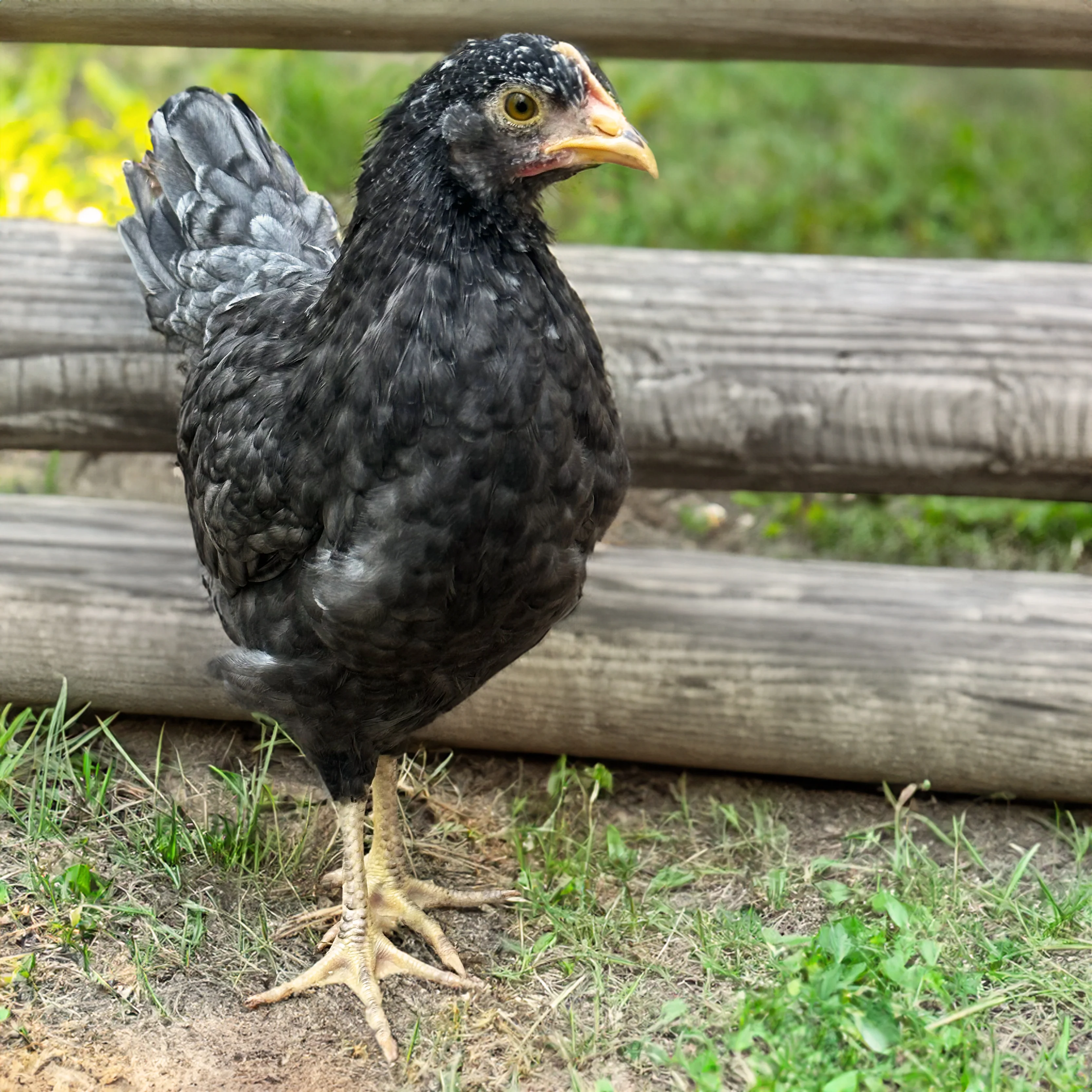 Baby Chicks: Blue Cuckoo Marans - Buy Pet Shop