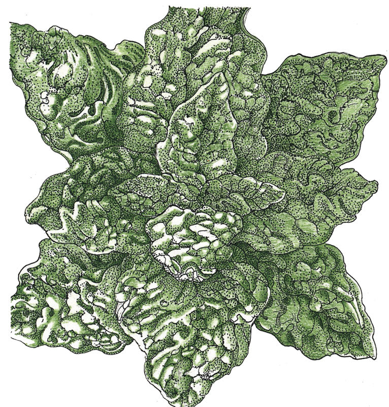 Bloomsdale Spinach Seeds (Organic) - Buy Pet Shop