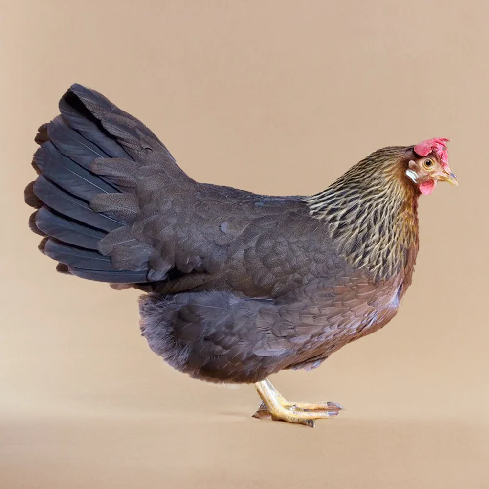 Baby Chicks: Light Brown Leghorn - Buy Pet Shop