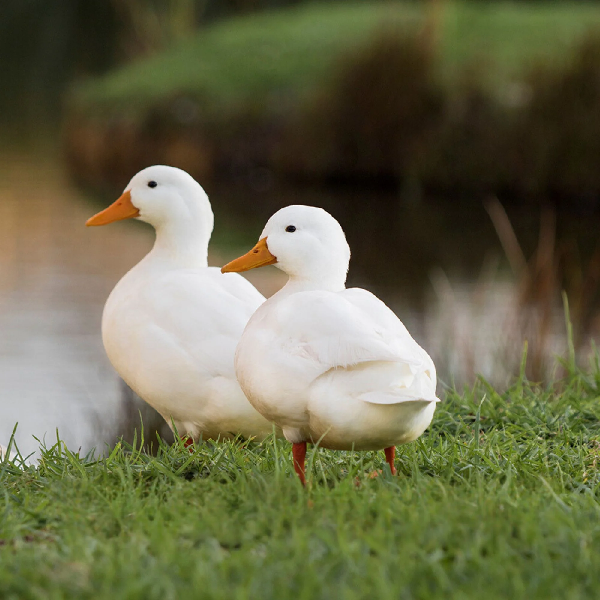 Hatching Eggs: Assorted Call Duck - Buy Pet Shop
