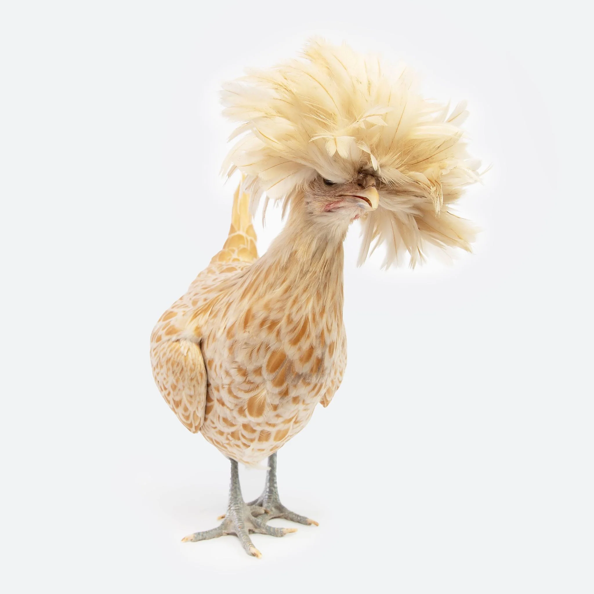 Pullet: Buff Laced Polish, Shipping Week of - Buy Pet Shop