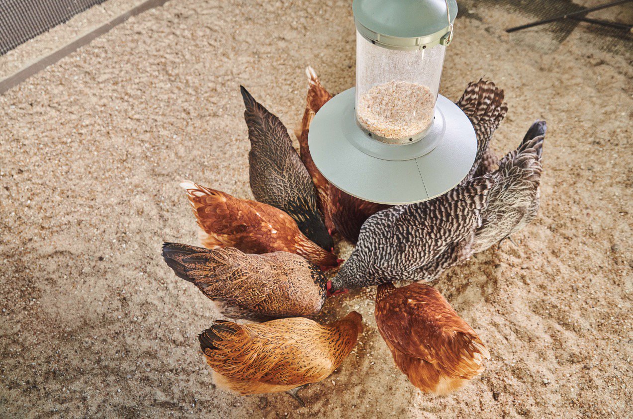 Automatic Chicken Feeder & Treat Dispenser, 1 Gallon - Buy Pet Shop