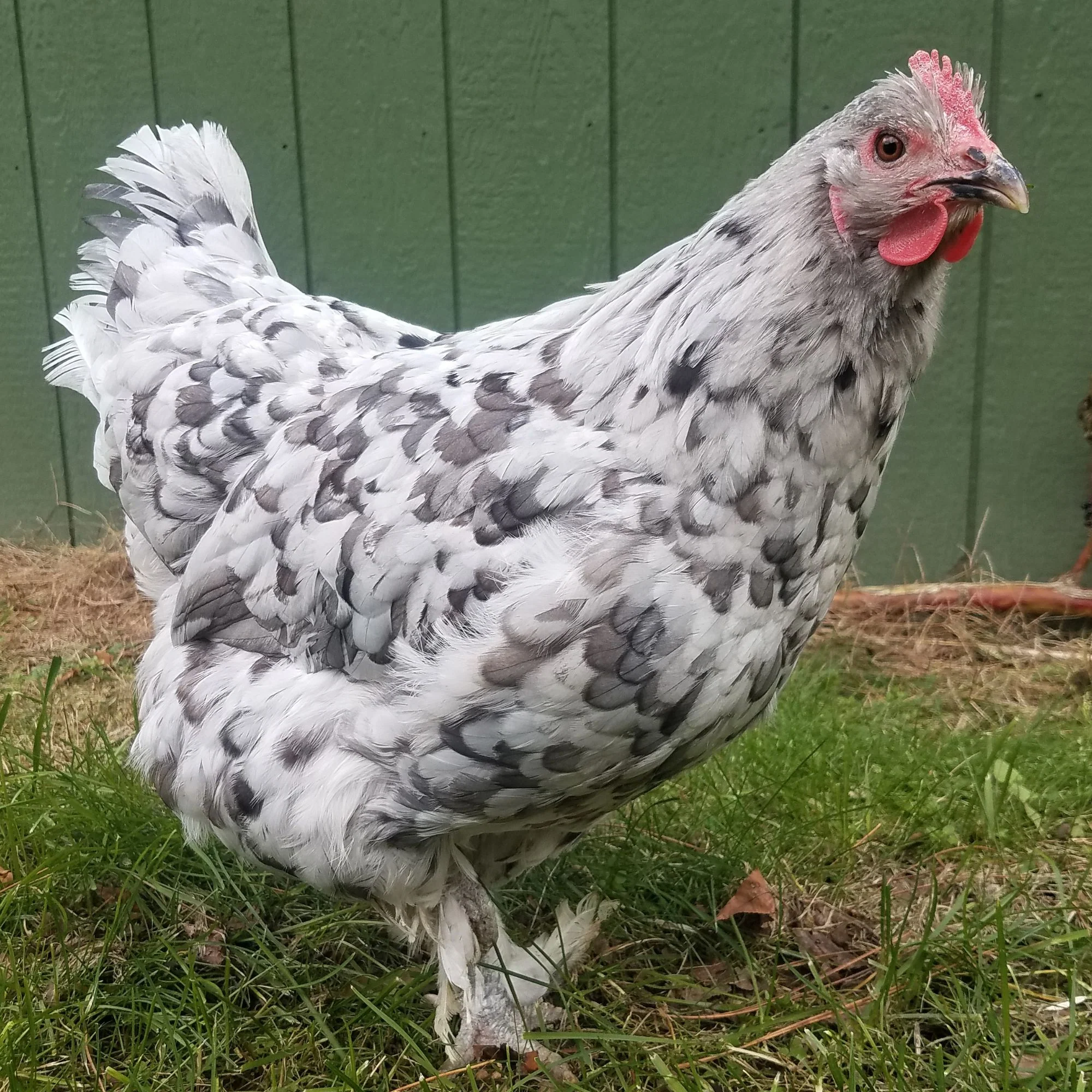 Pullet: Blue Splash Marans, Shipping Week of - Buy Pet Shop