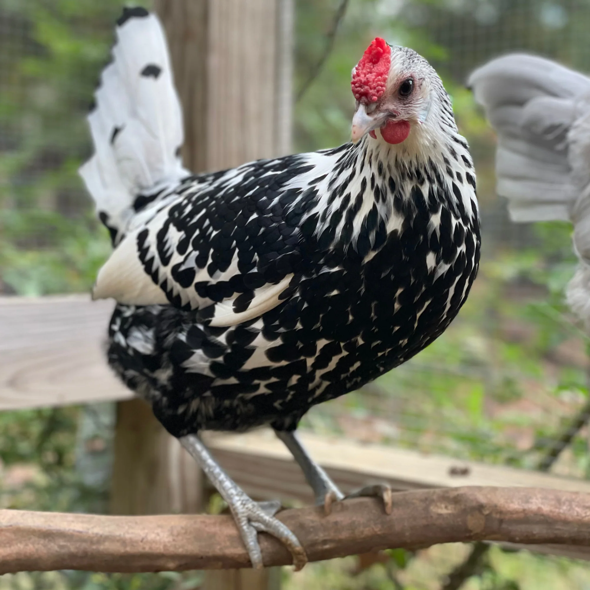 Pullet: Silver Spangled Hamburg - Buy Pet Shop
