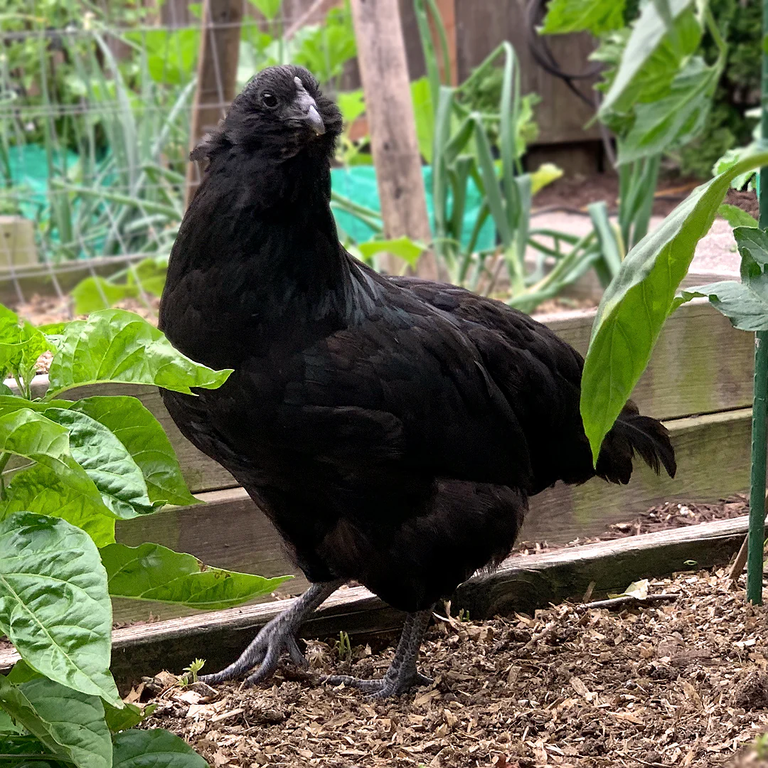 Pullet: Fibro Easter Egger, Shipping Week of - Buy Pet Shop