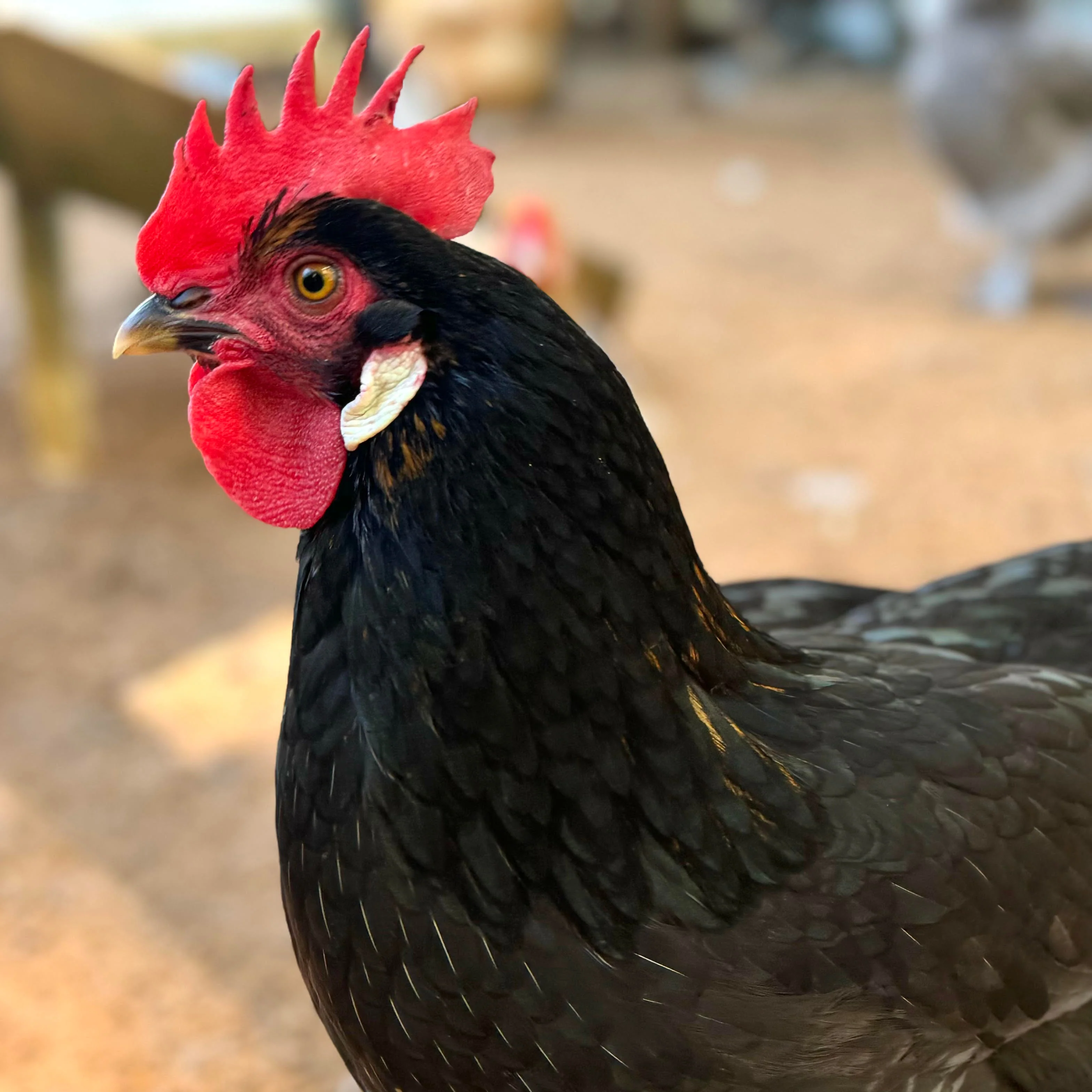 Baby Chicks: Ameribella Sex-Link - Buy Pet Shop