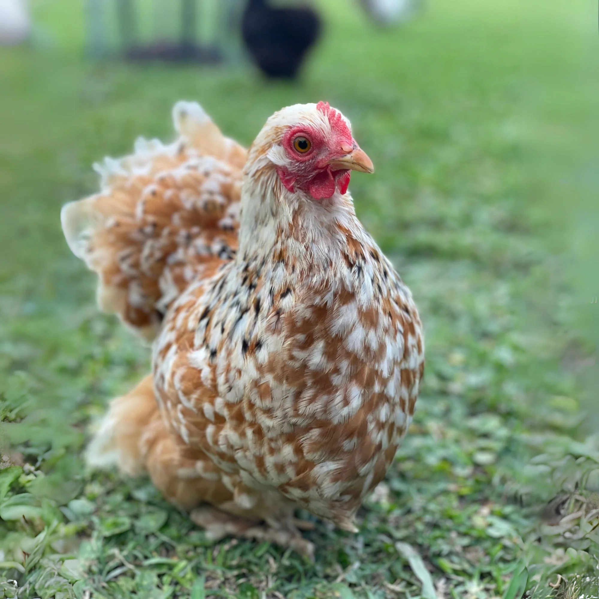 Baby Chicks: Calico Cochin Bantam - Buy Pet Shop