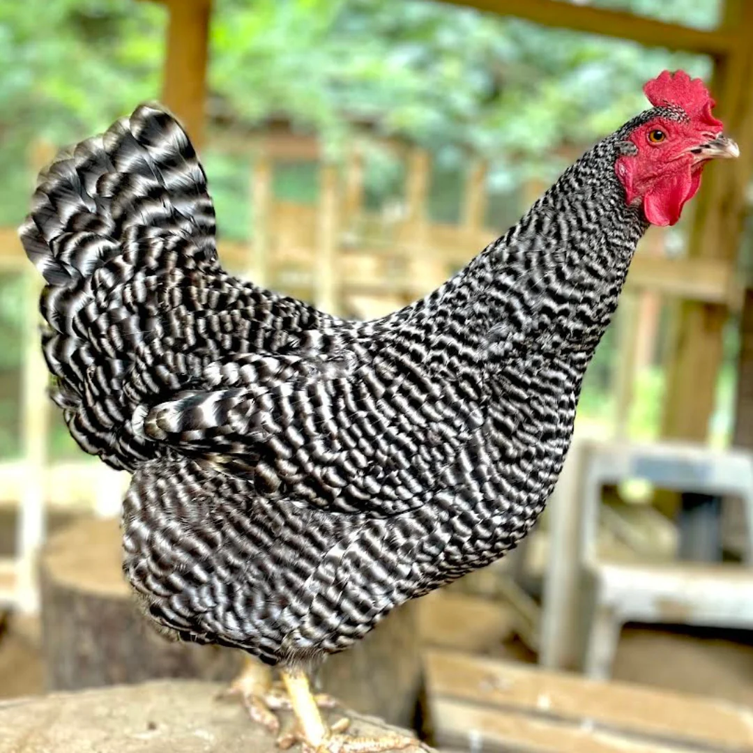 Baby Chicks: Barred Plymouth Rock - Buy Pet Shop