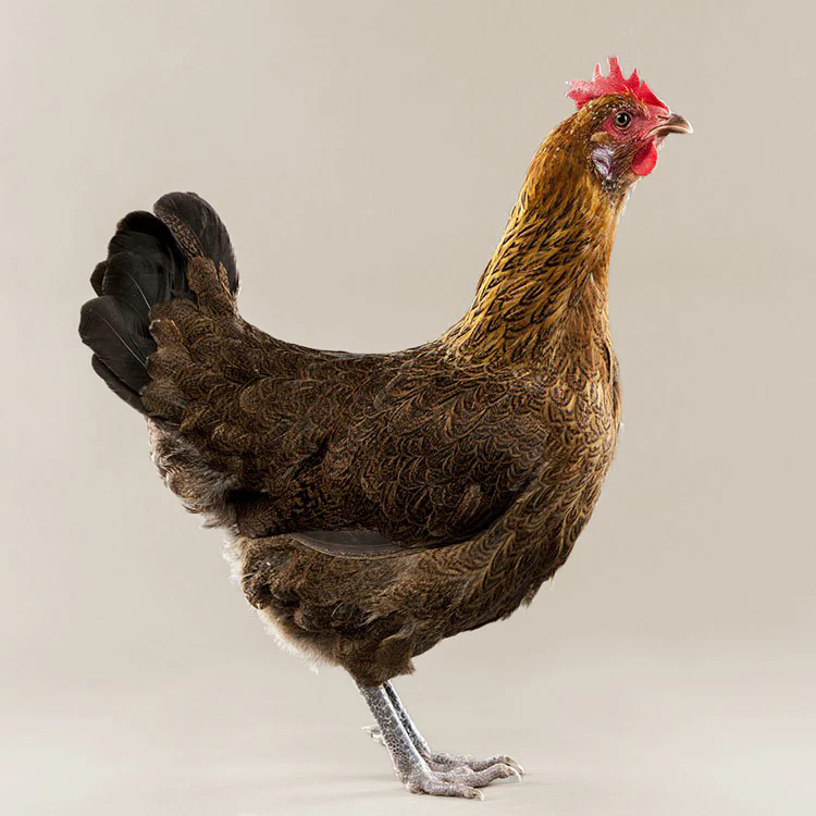 Baby Chicks: Partridge Penedesenca - Buy Pet Shop