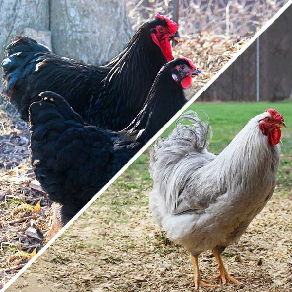 Fertile Hatching Eggs - Buy Pet Shop