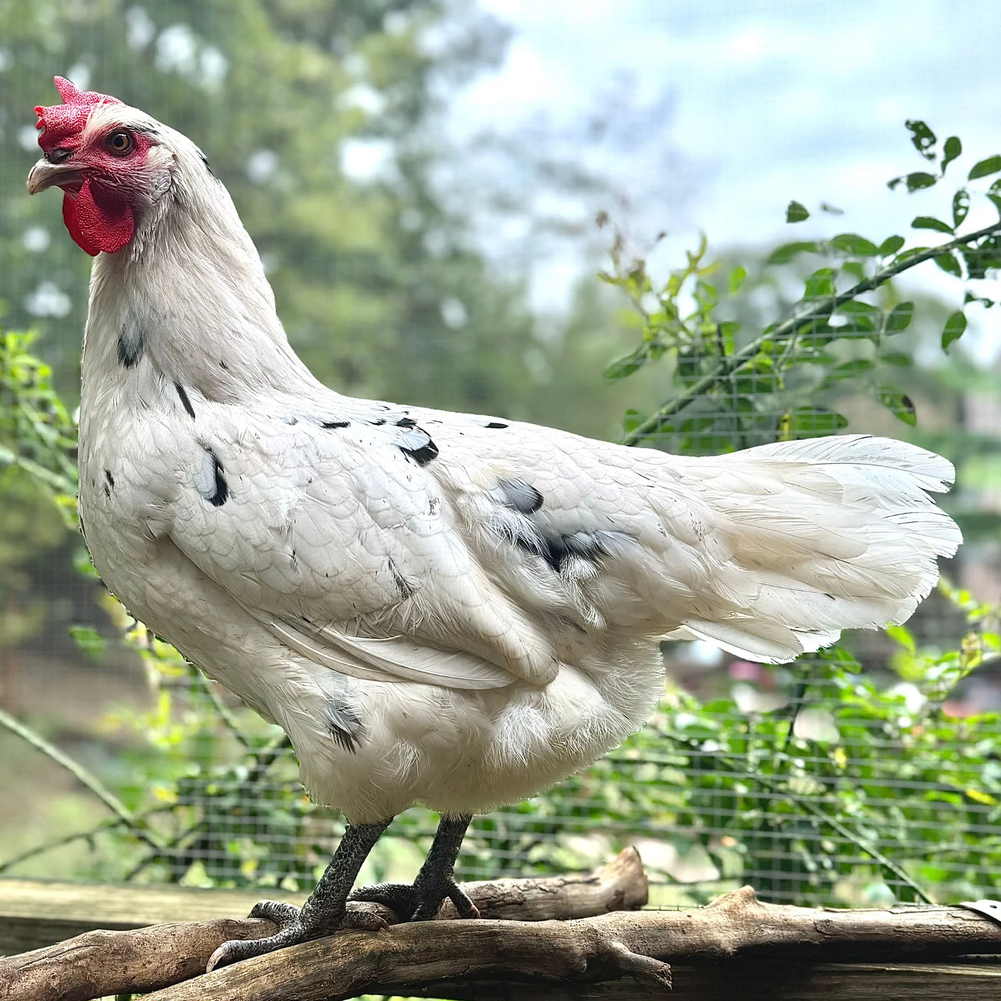 Pullet: Austra White, Shipping Week of - Buy Pet Shop