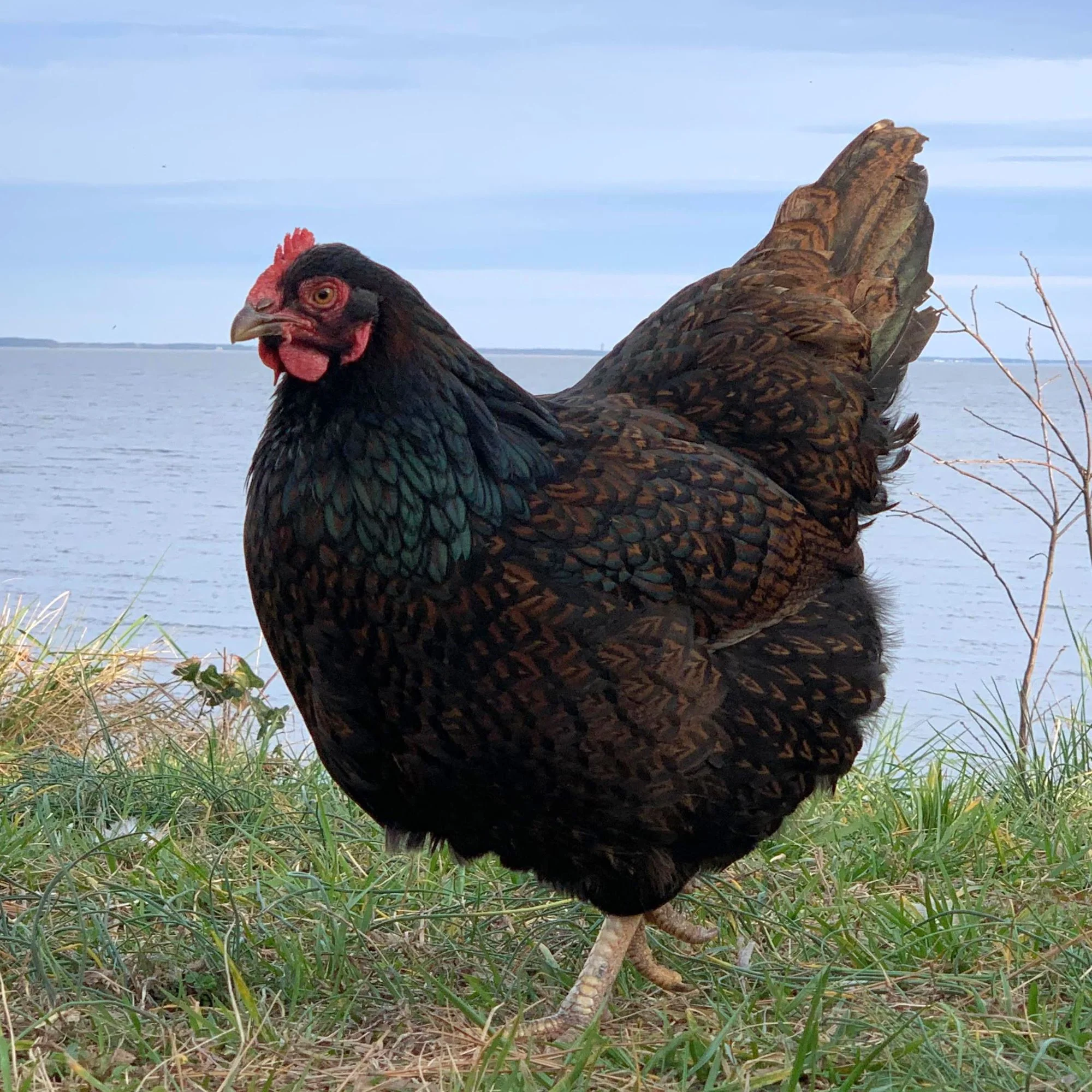 Baby Chicks: Double-Laced Barnevelder - Buy Pet Shop
