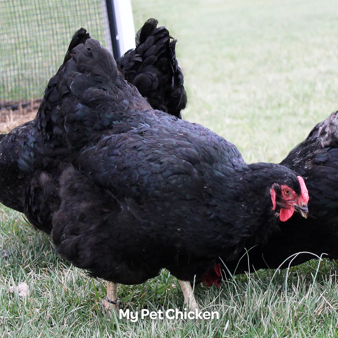 Hatching Eggs: Black Lavender Split Wyandotte, Backyard Bunch Location - Buy Pet Shop