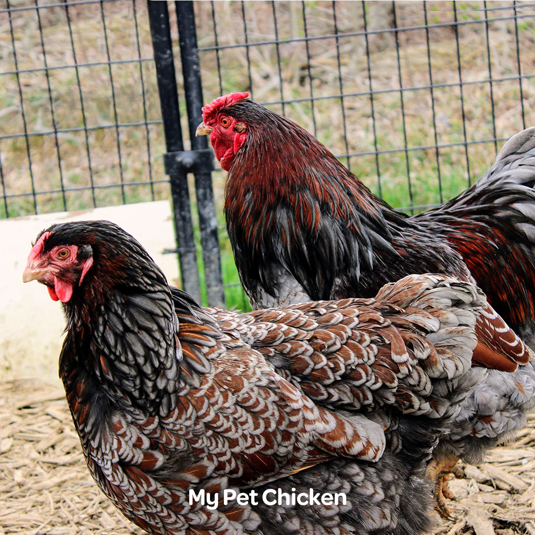 Hatching Eggs: Heritage BBS Blue Laced Red Wyandotte, Backyard Bunch Location - Buy Pet Shop