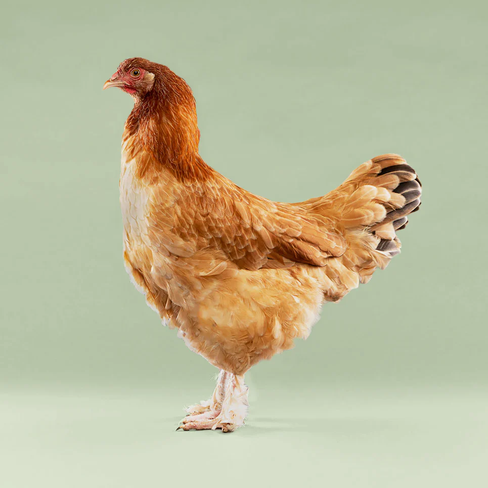 Baby Chicks: Wheaten Marans - Buy Pet Shop