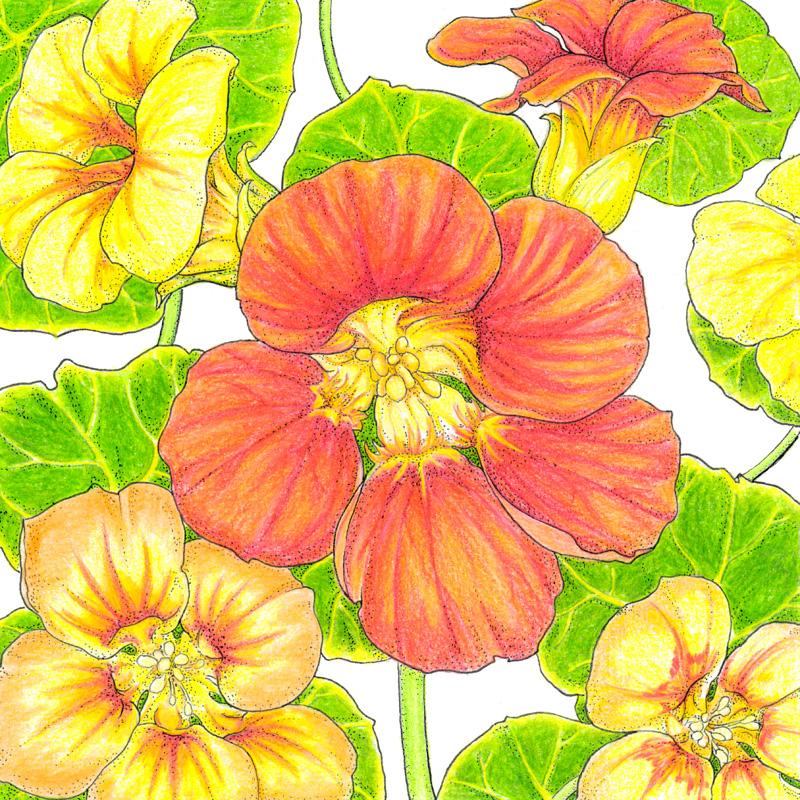 Kaleidoscope Mix Nasturtium Seeds (Organic) - Buy Pet Shop