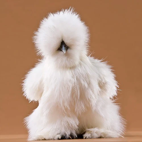 Baby Chicks: White Silkie Bantam - Buy Pet Shop