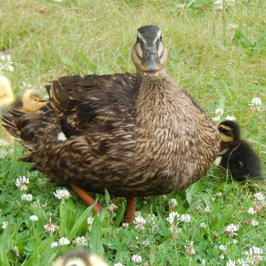 Ducklings: Rouen - Buy Pet Shop