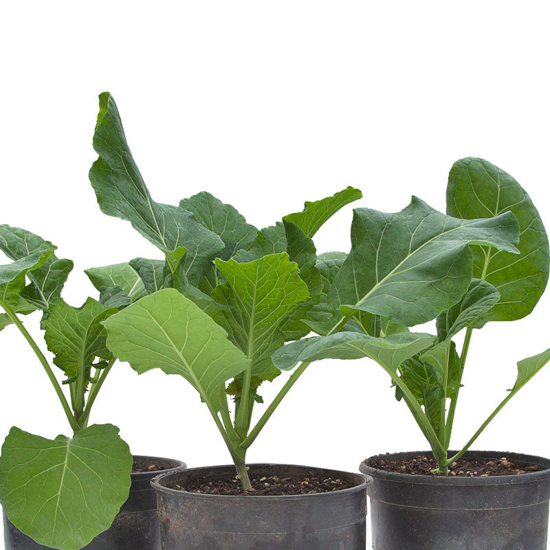 Champion Collard Green Seeds (Organic) - Buy Pet Shop