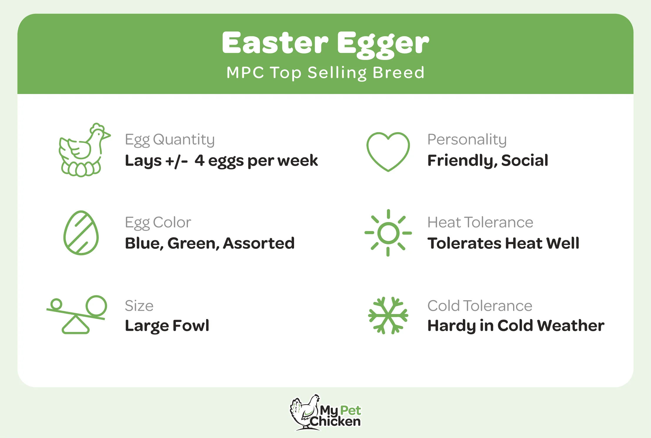 Pullet: Easter Egger, Shipping Week of - Buy Pet Shop