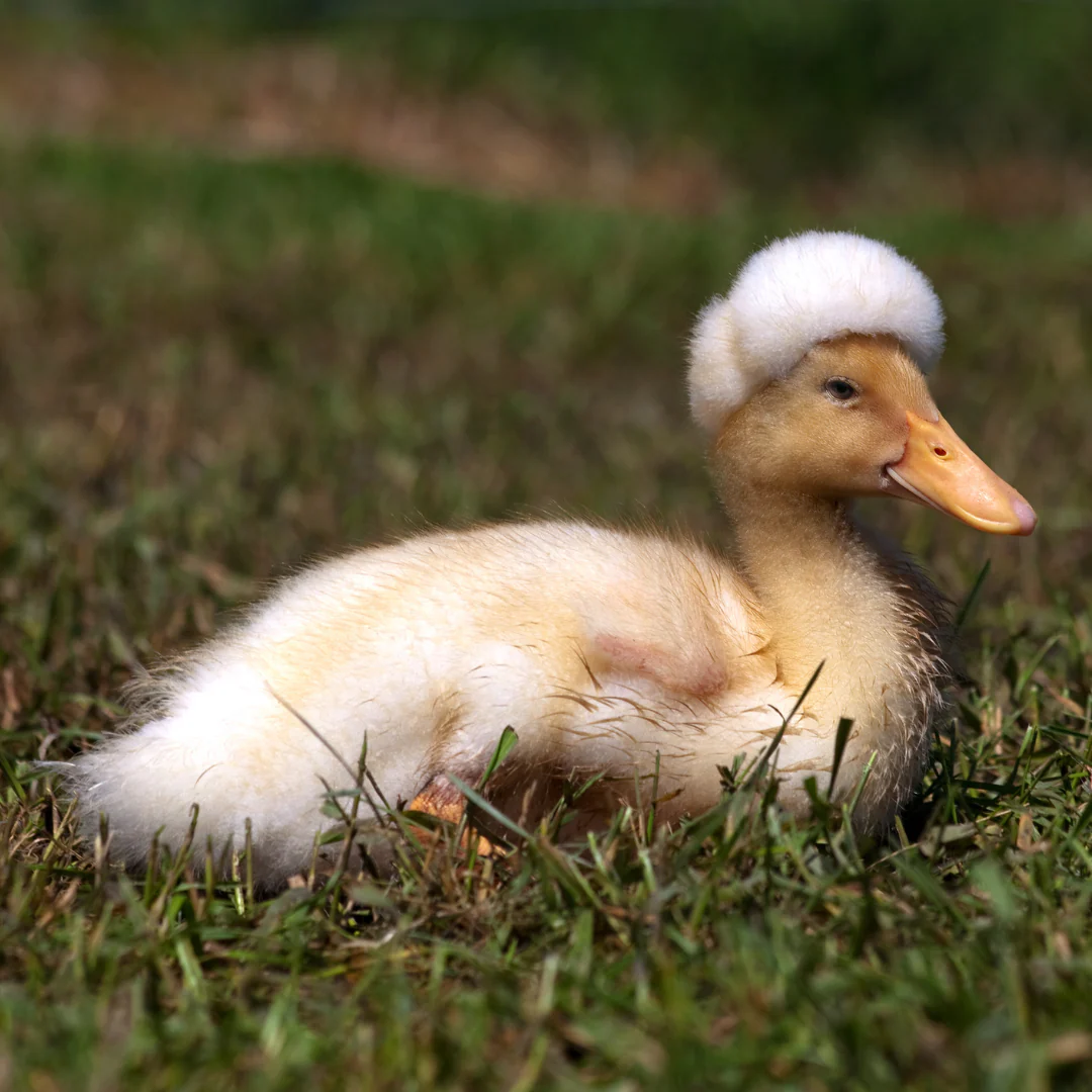 Hatching Eggs: White Crested Duck - Buy Pet Shop