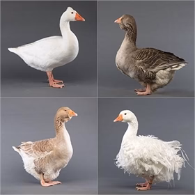 Mystery Gosling from Our Fancy Goose Package - Buy Pet Shop