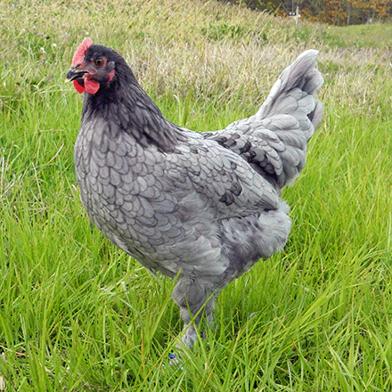 Baby Chicks: Blue Copper Marans - Buy Pet Shop