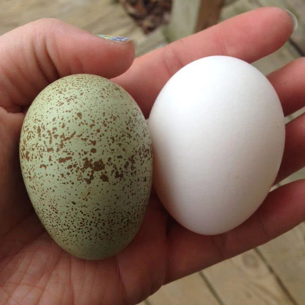 Hatching Eggs: Intense Egg Colors Assortment, Hen Haven Location - Buy Pet Shop