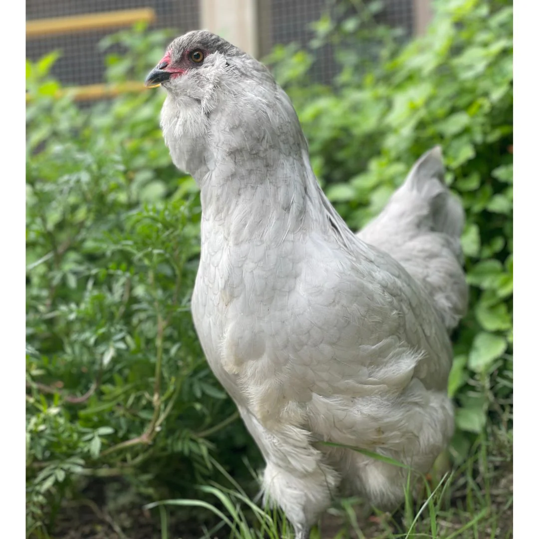 Baby Chicks: Lavender Dream Easter Egger - Buy Pet Shop