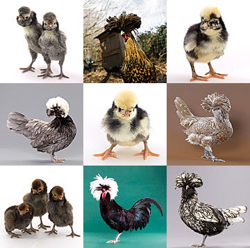 Mystery Chick from Our Polish Assortment - Buy Pet Shop