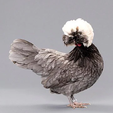 Baby Chicks: White Crested Blue Polish - Buy Pet Shop