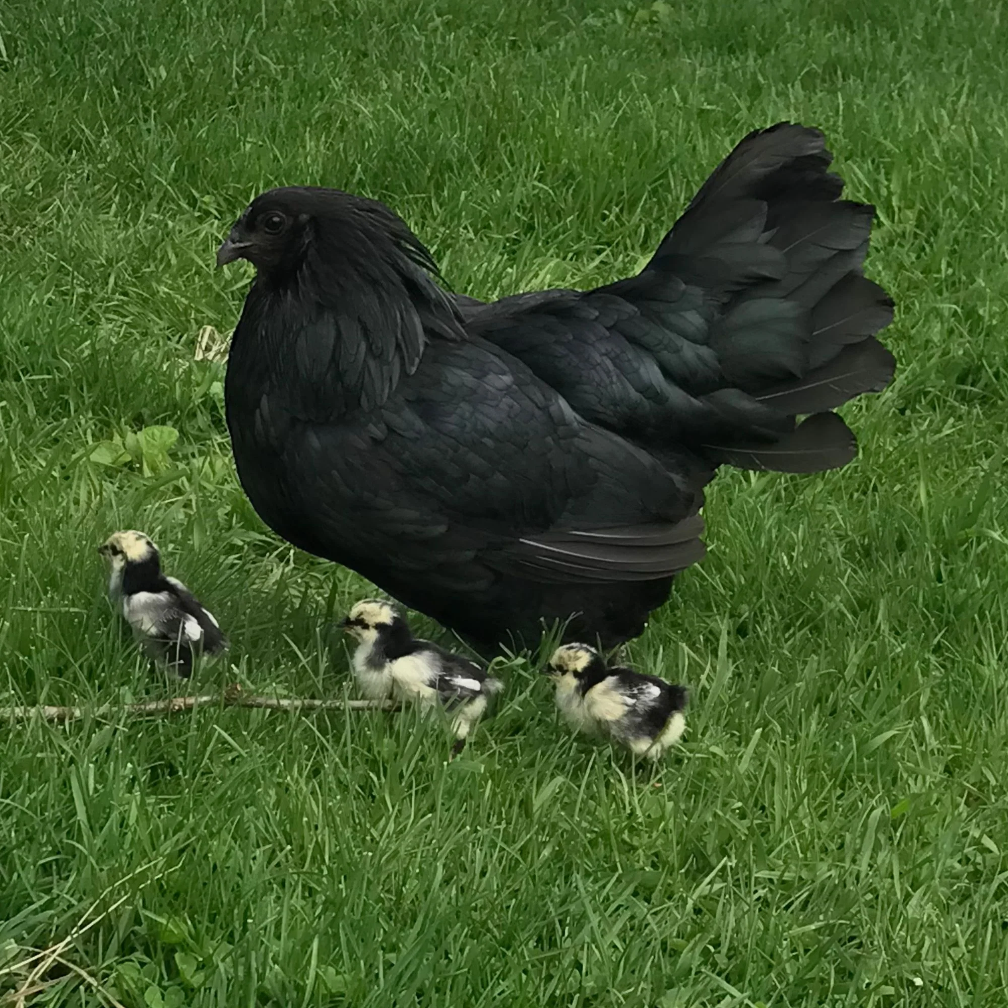 Baby Chicks: Black Sumatra - Buy Pet Shop