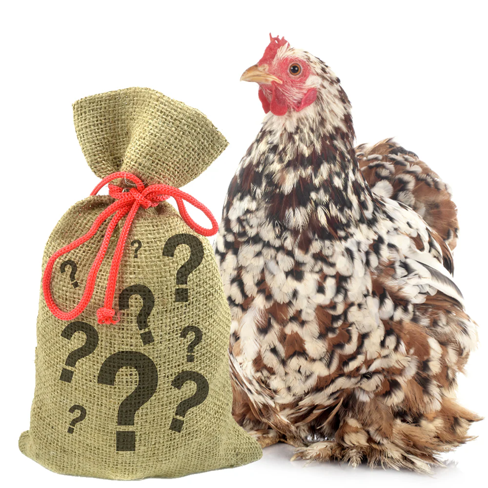 Pampered Chicken Mama 7 Pound Mystery Chicken Treat Bundle: 7 Different Treats Delivered To Your Door! - Buy Pet Shop