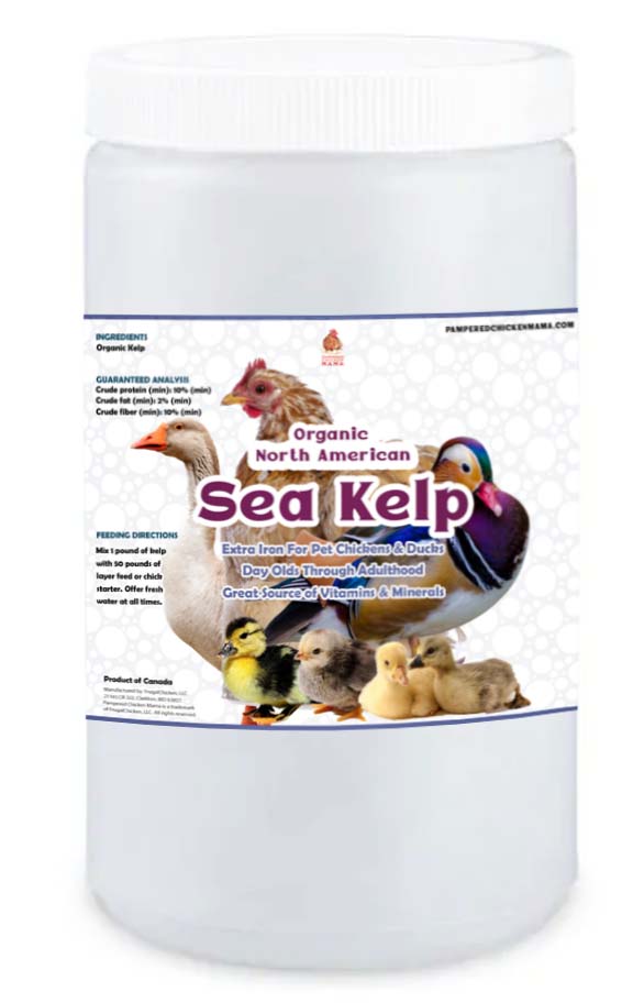North Atlantic Kelp For Extra Vitamins, Minerals, & Amino Acids For Pet Chickens & Ducks - Buy Pet Shop