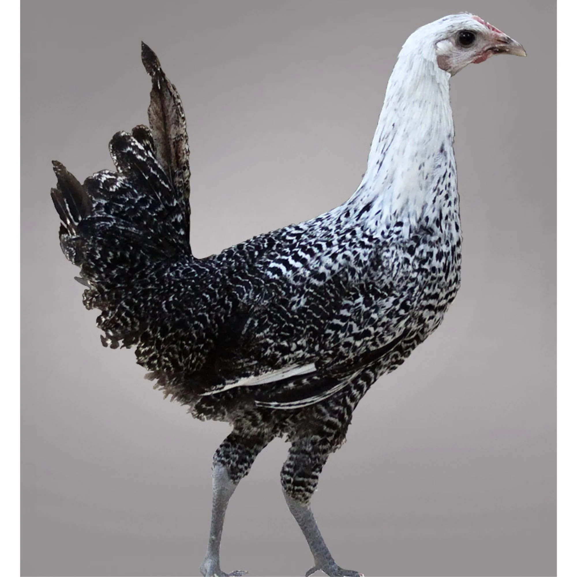 Baby Chicks: Egyptian Fayoumi - Buy Pet Shop