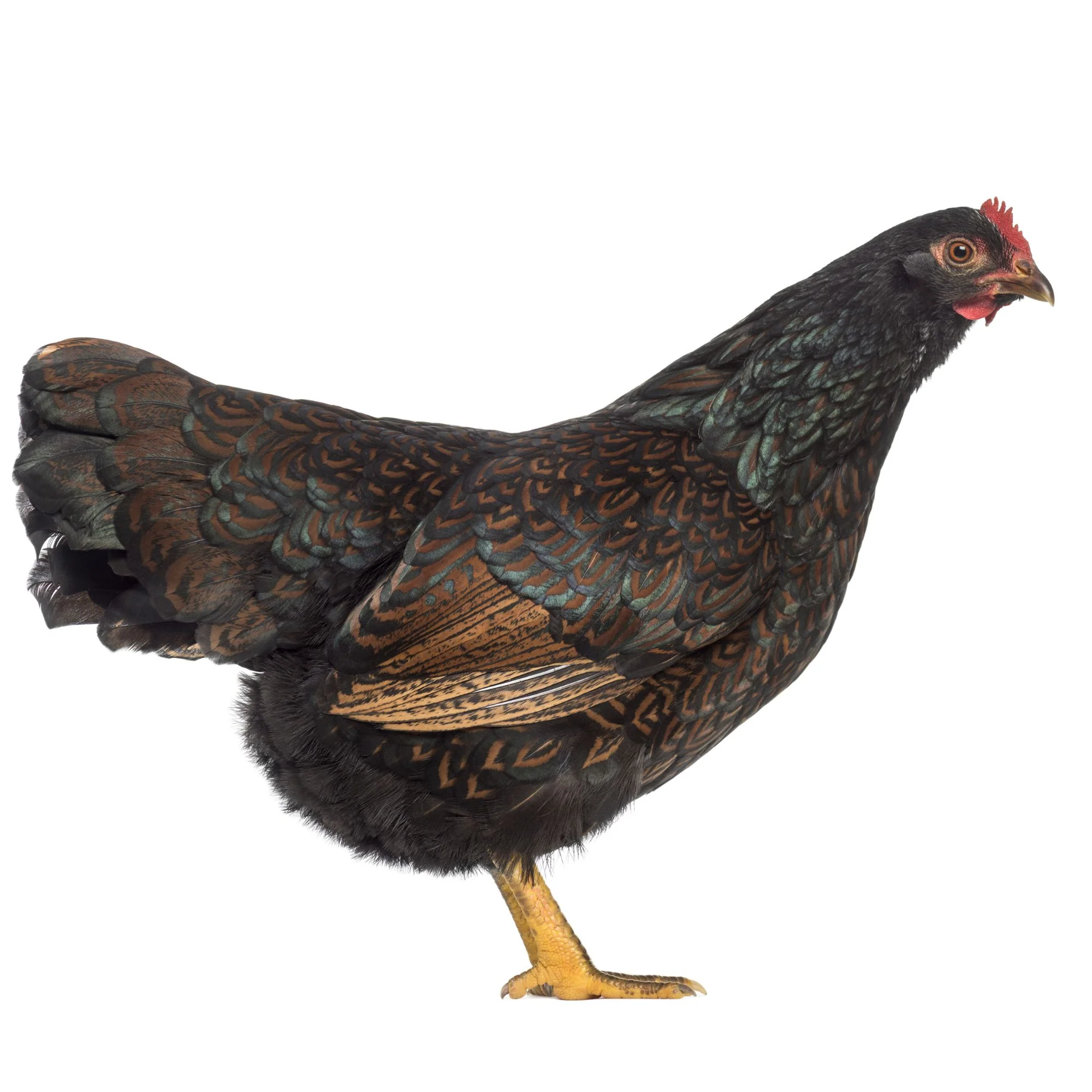 Baby Chicks: Double-Laced Barnevelder - Buy Pet Shop