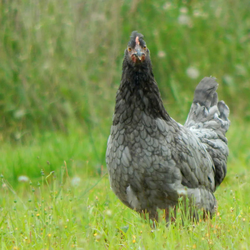 Hatching Eggs: 4 Dozen Assorted Eggs - Buy Pet Shop