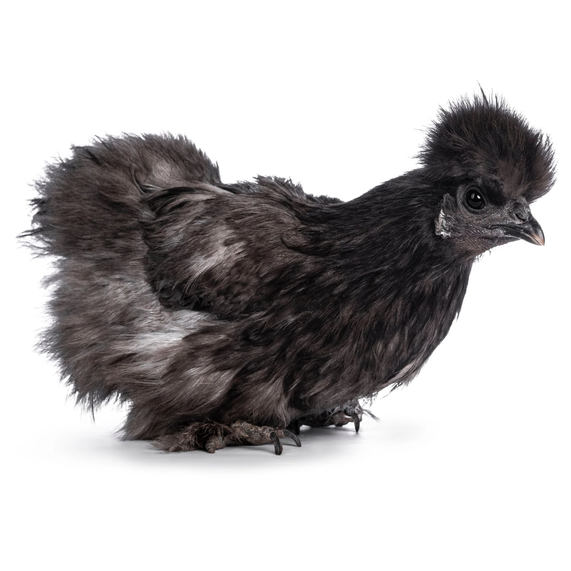 Baby Chicks: Black Silkie Bantam - Buy Pet Shop