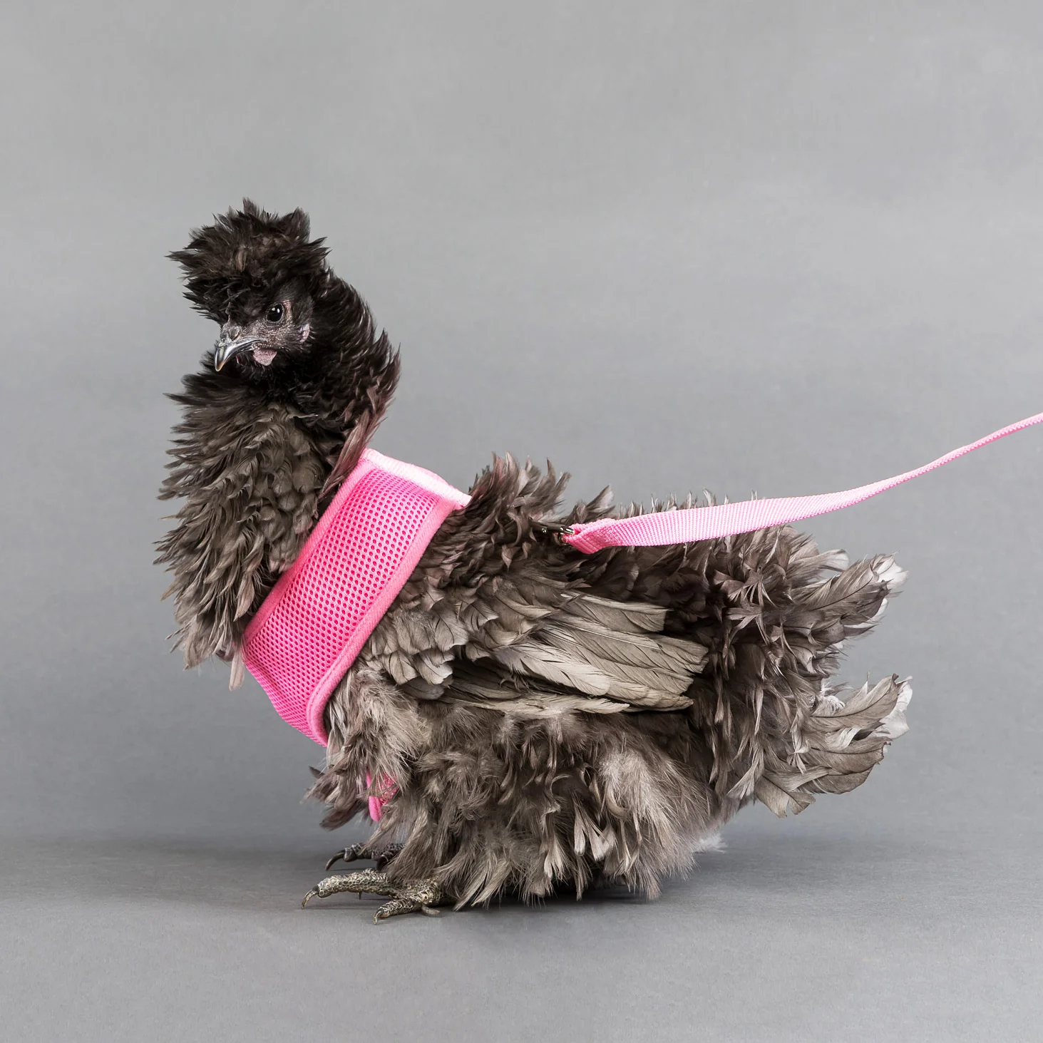 Chicken Harness - Buy Pet Shop