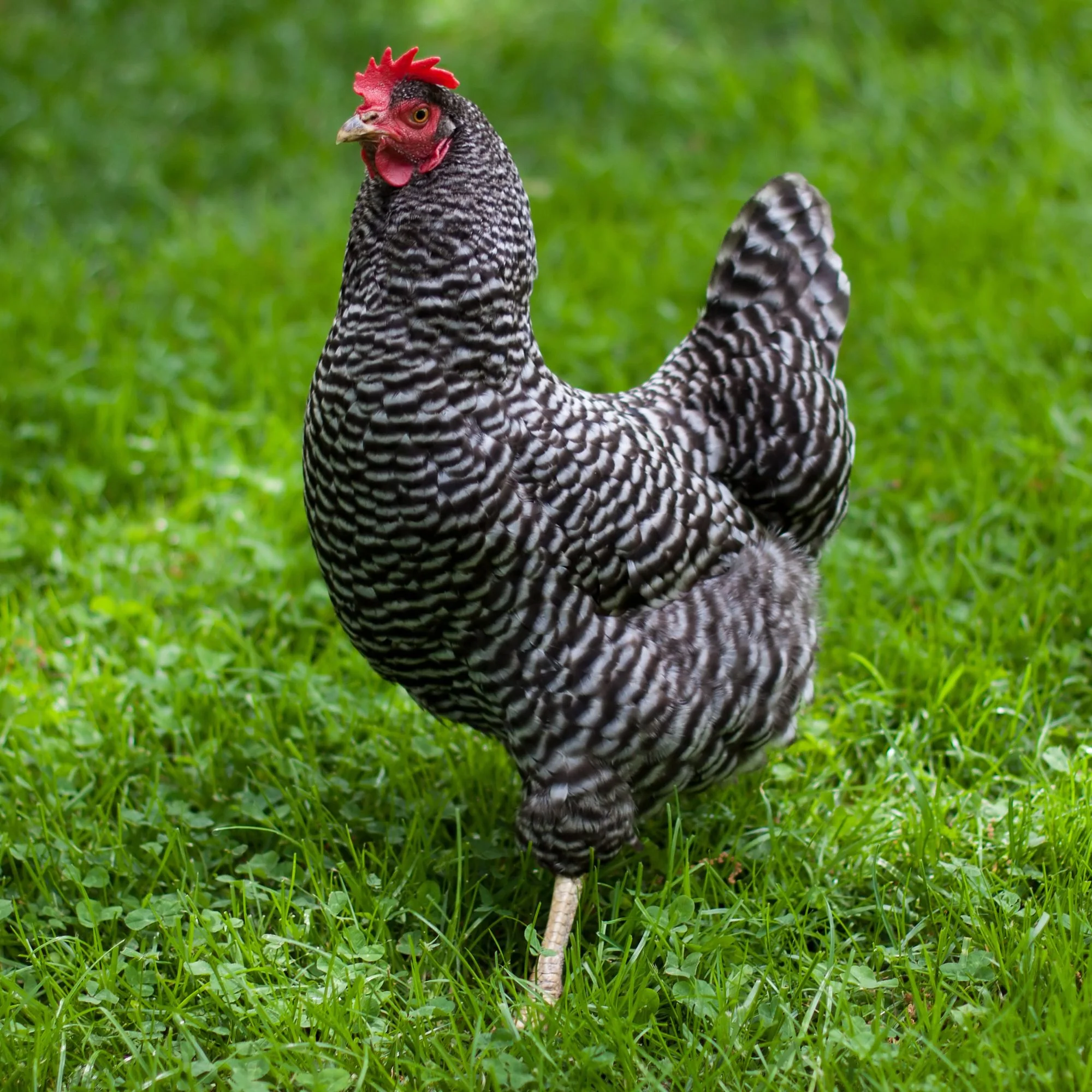 Baby Chicks: Barred Plymouth Rock - Buy Pet Shop