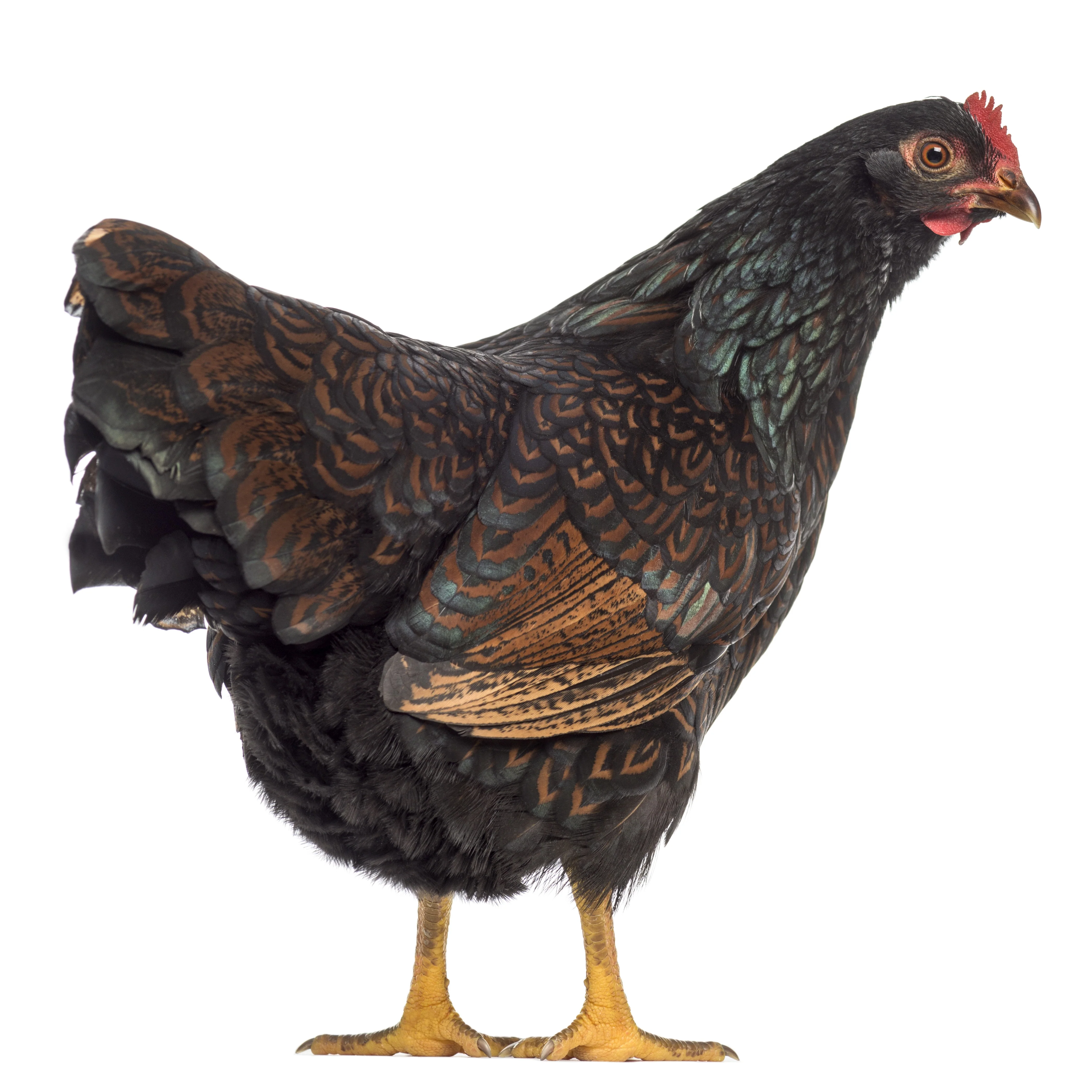 Pullet: Double-Laced Barnevelder, Shipping Week of - Buy Pet Shop