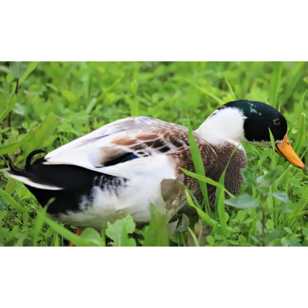 Hatching Eggs: Appleyard Duck - Buy Pet Shop