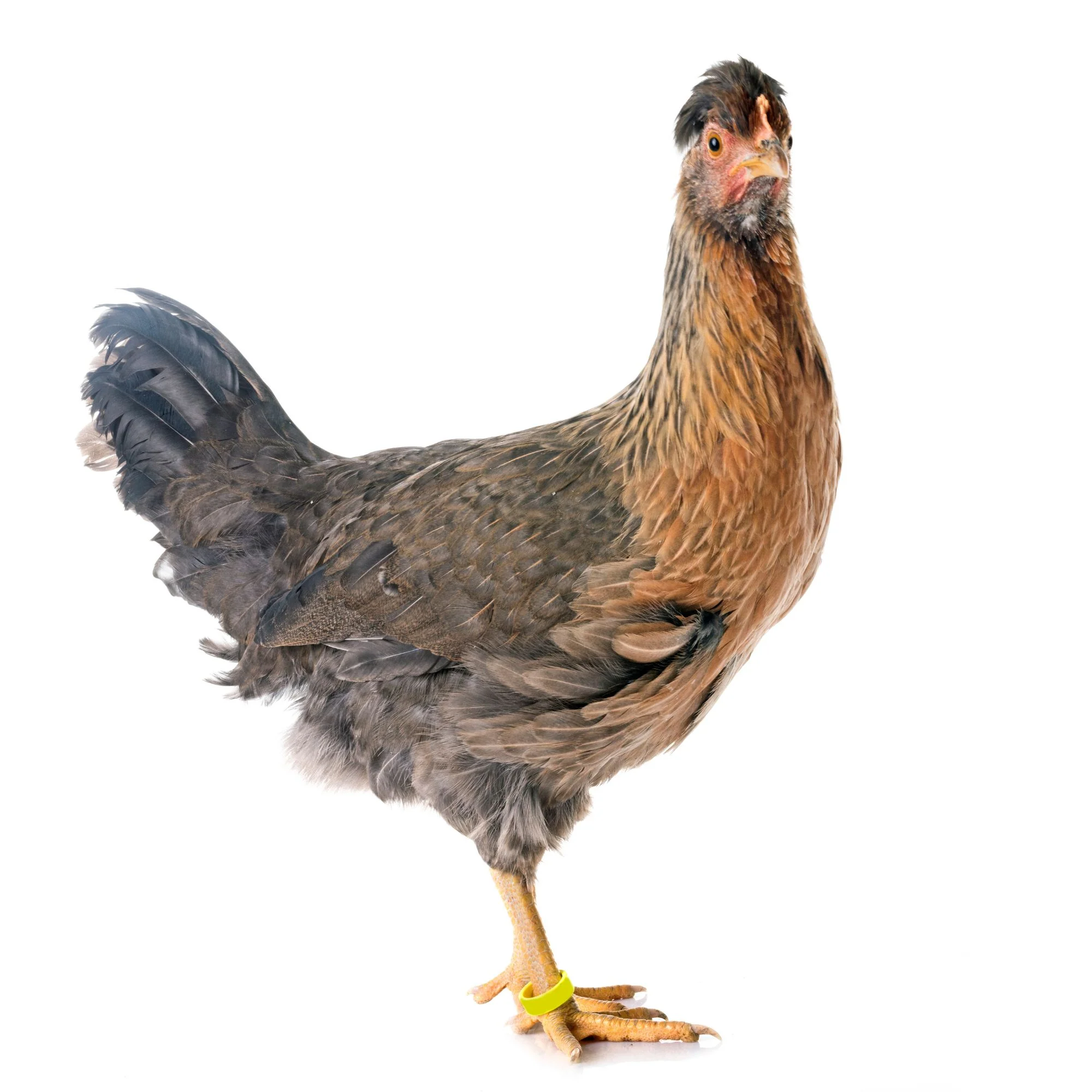 Pullet: Cream Legbar Blue-Egger, Shipping Week - Buy Pet Shop